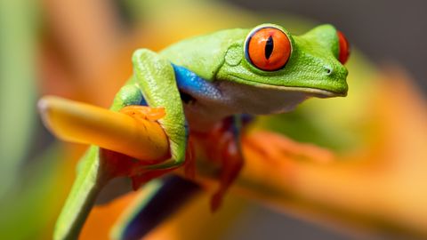 The Philosophy of the Frog: Why Future Technology Must Adapt to Multi-Planet Realities