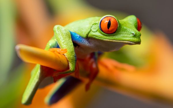 The Philosophy of the Frog: Why Future Technology Must Adapt to Multi-Planet Realities